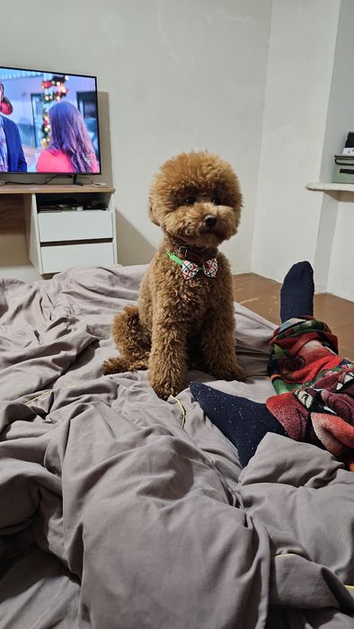 В'язка той пудель