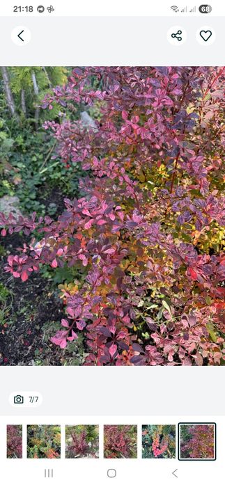 Барбарис  кущами