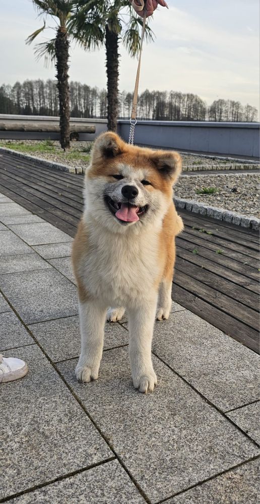 Akita inu czerwony samiec FCI