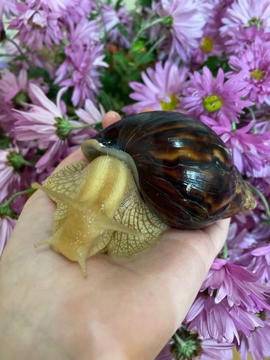 Равлики імакулята!