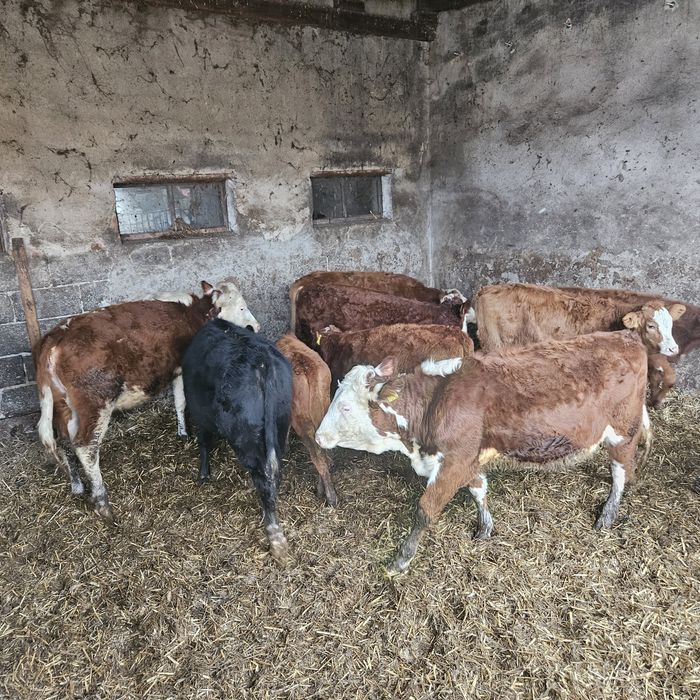 Sprzedam jałówki odsadki