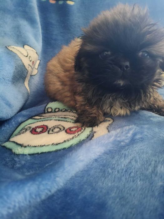 Piquenês macho castanho