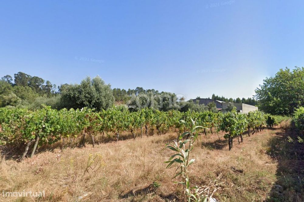 Terreno de Vinha 1652m2 em Anadia
