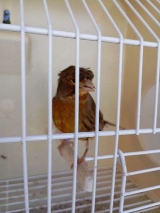 Gaiolas para aves e canários