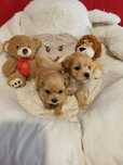 Maltipoo F1 suczka
