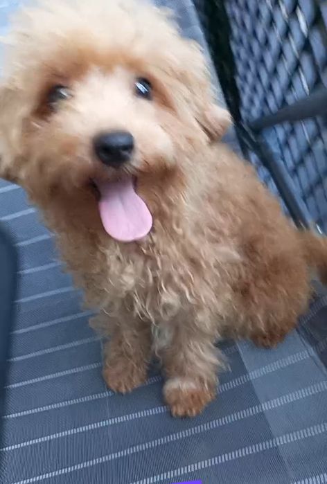 Мальтіпу F 2 діва підрощена.