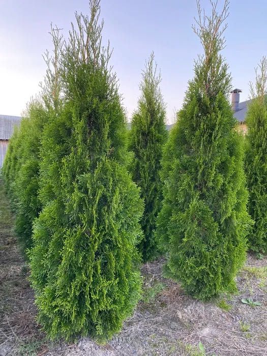 Tuja "Szmaragd" - Thuja, Żywotnik zachodni, wys. 130-150cm z gruntu