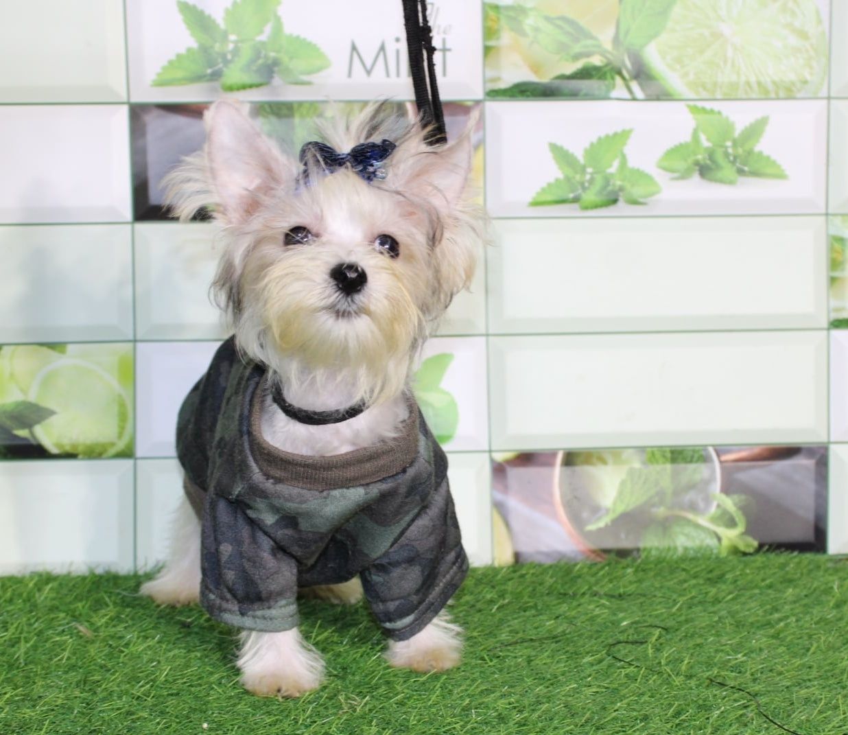 Biewer Yorkshire Terrier miniaturowy piesek
