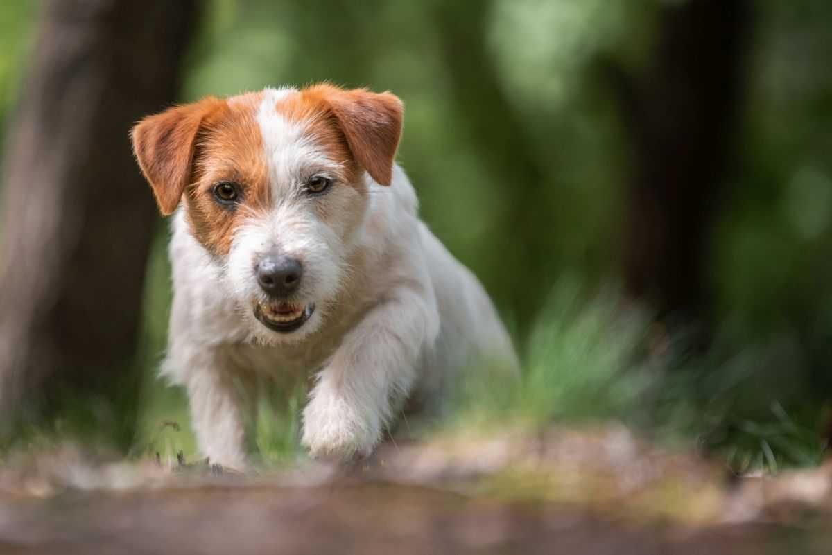 Roczna suczka Jack Russel Terrier, po wystawowych rodzicach ZKwP FCI