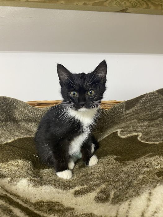 Przeurocza kotka Fruzia do adopcji