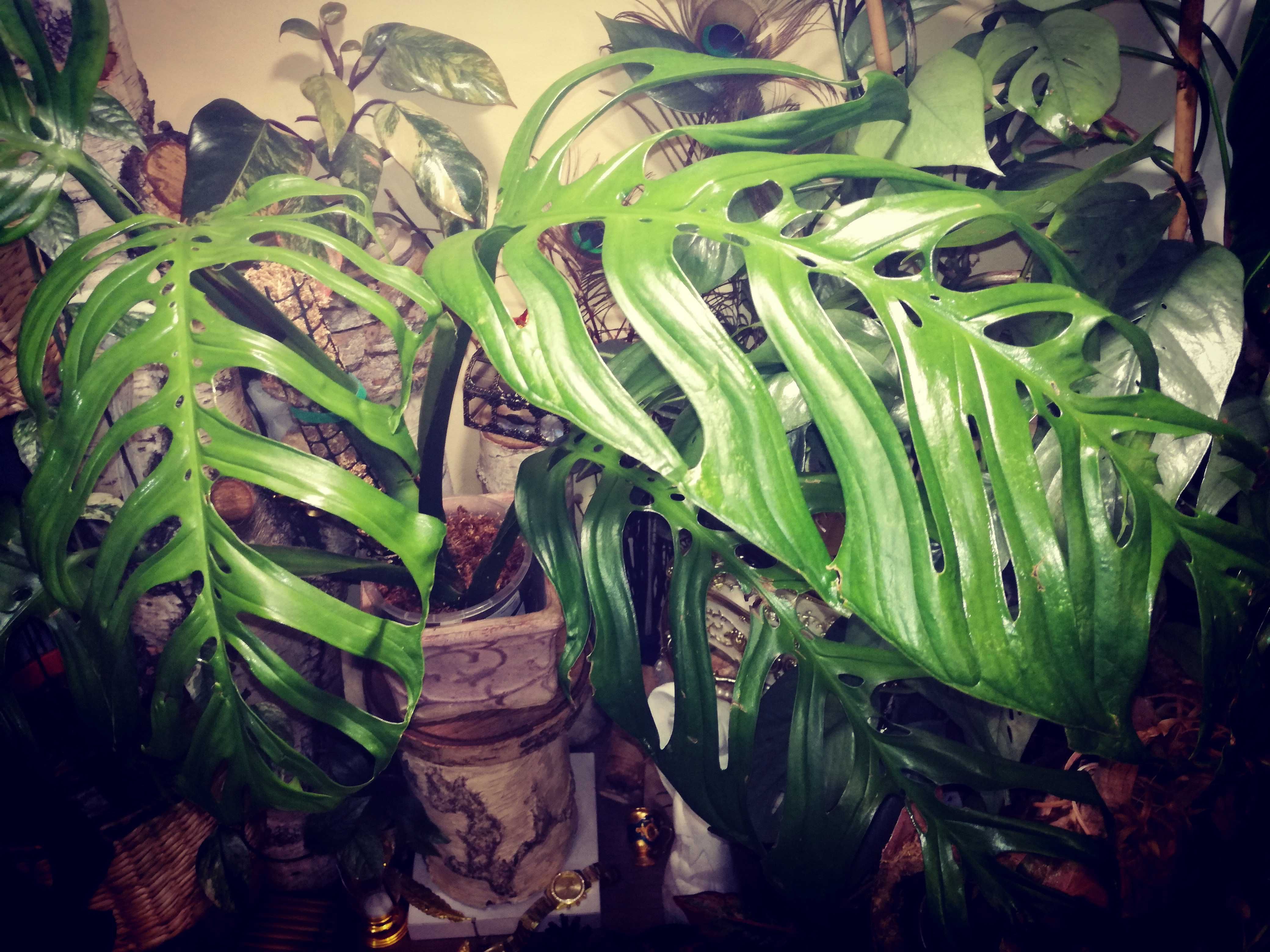 Monstera Esqueleto Epipremnoides REZERWACJA philodendron variegata