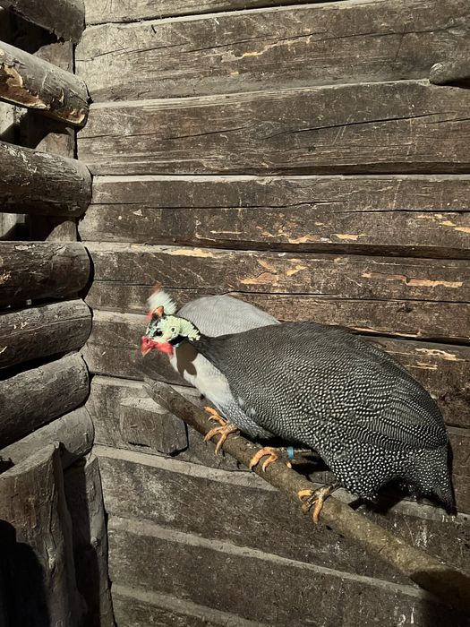 Самці цесарі …..