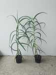 Sprzedam kaktusy (aloes) 4-letnie (80-90cm).