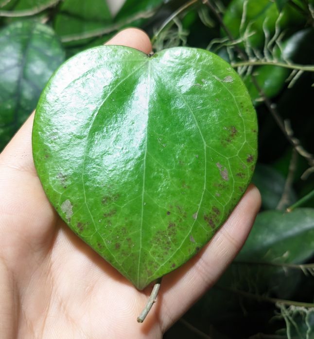 Hoya Baleansis Splash - w trakcie ukorzeniania