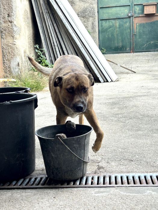 Adoção Responsável - Cadela