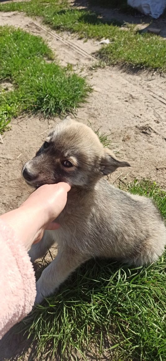 Цуценята Хаскі Дуже гарні