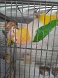Bellas aves y son dos casal