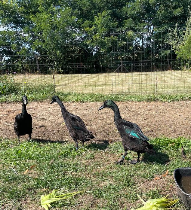 4 kaczory biegusy szmaragdowe