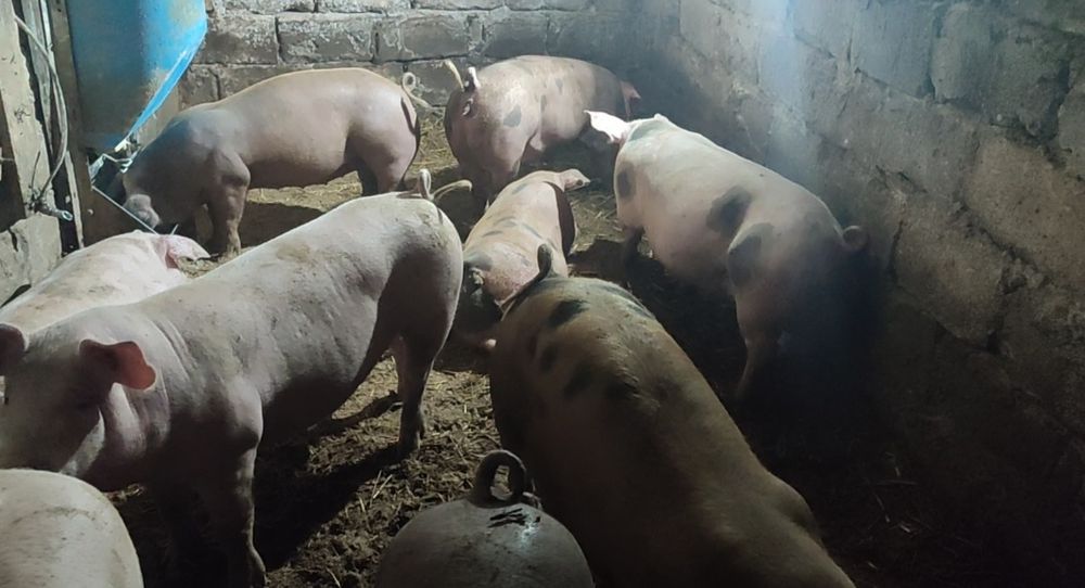 Продам свинки ремки на плем'я трьохпородний гібрид