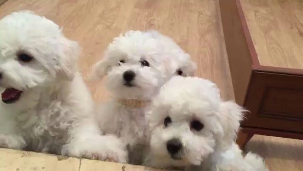 Бишон фризе,кобель для вязки.