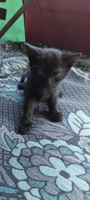 Котенята в добрі руки