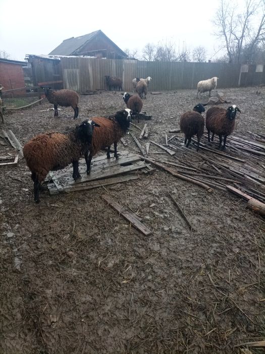 Домашняя баранина