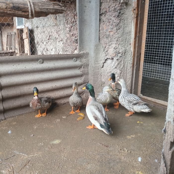 Качки серебряного окрасу