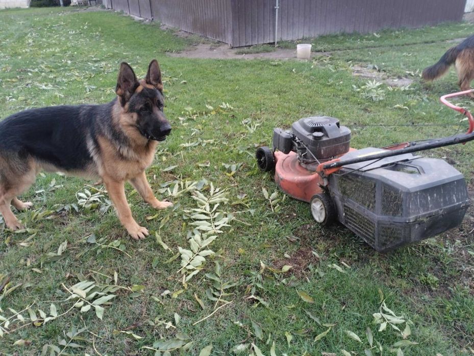 Owczarek Niemiecki krótkowłosy