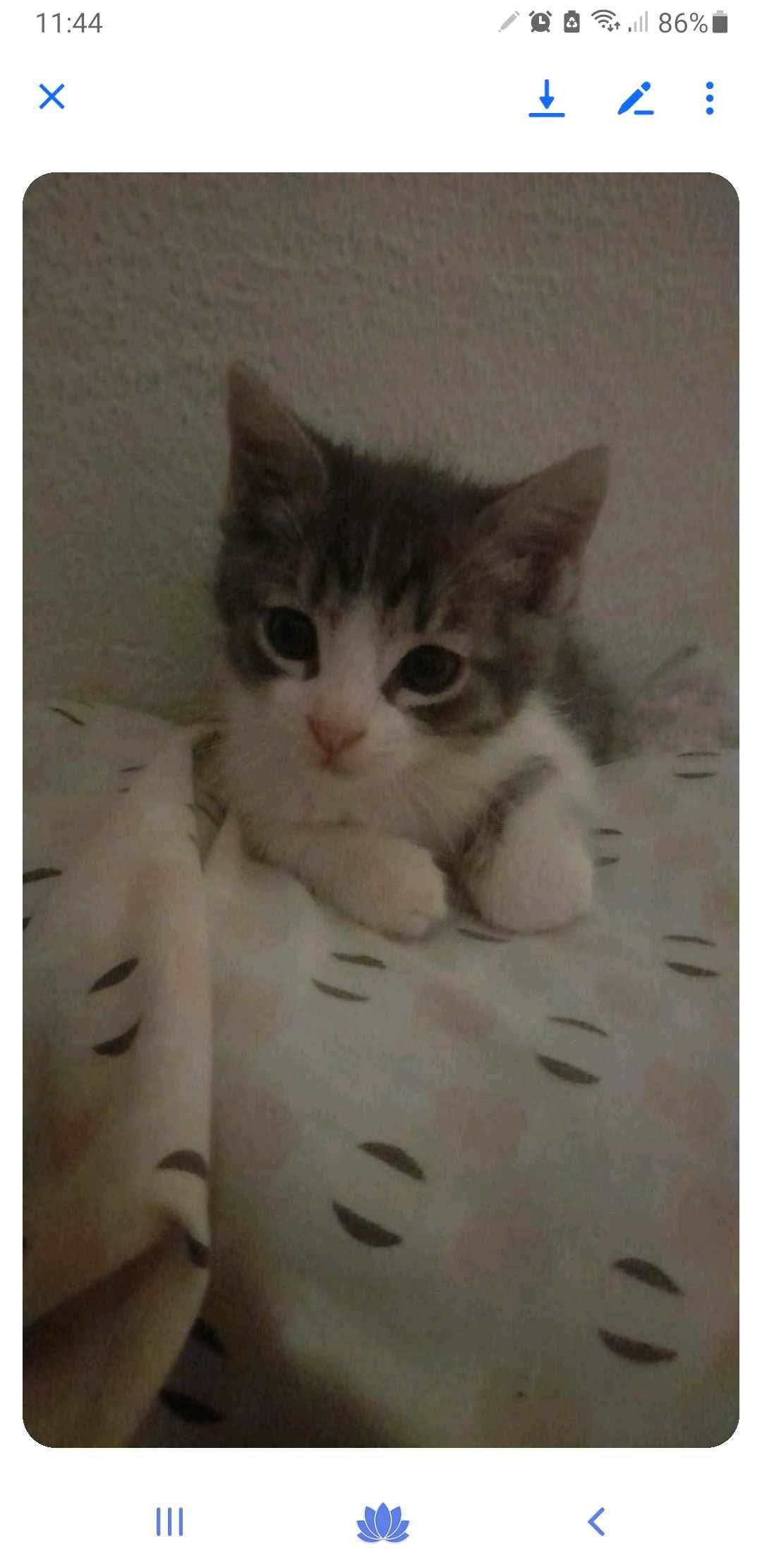 Gato om cerca de 2 meses para adoção