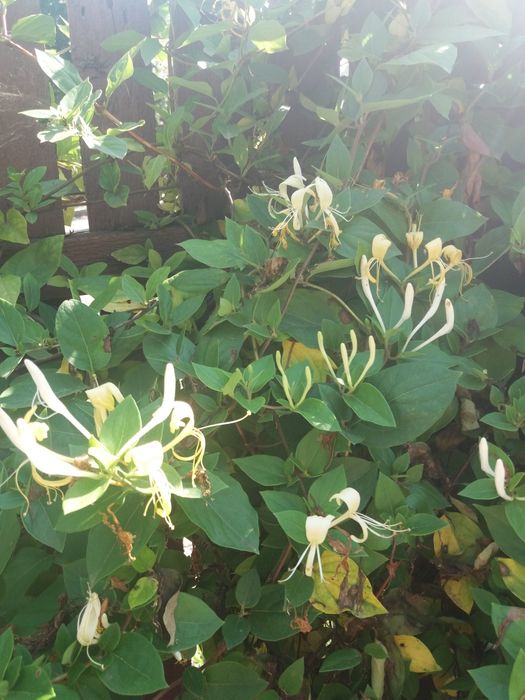 квіти        Джимула пахнит очин сильно особливо на вечір  ціна догові