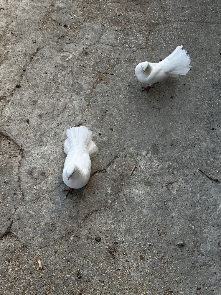 Pombos rabo de leque brancos