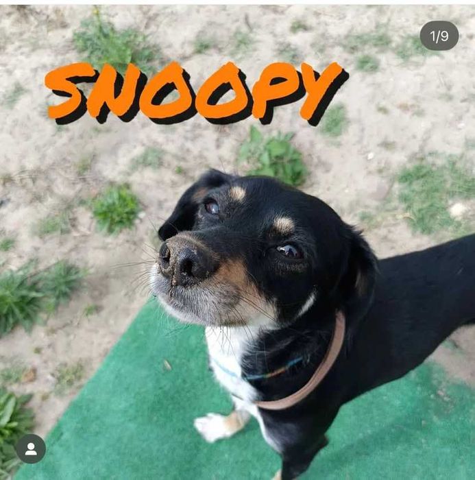 Procura-se uma nova família cheia de amor para o meu cão Snoopy