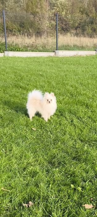 Szpic miniaturowy pomeranian biały pies