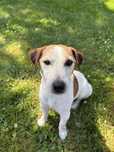 (FCI) CHIVAS – Jack Russell Terrier