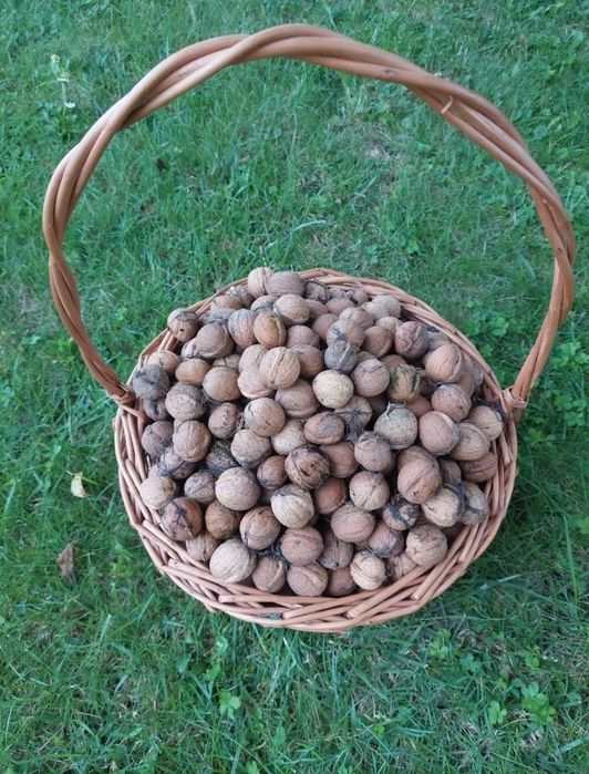 Orzechy  włoskie - rezerwacja do środy