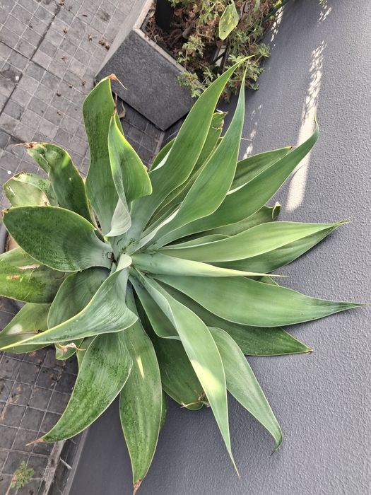 Plantas em vaso de barro