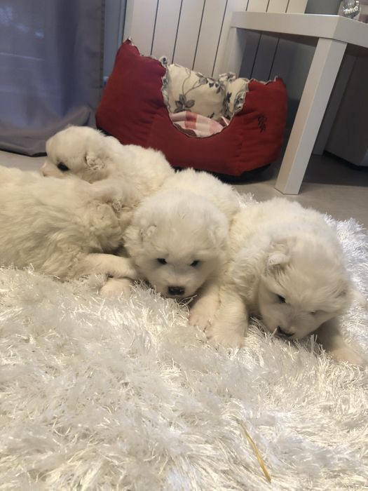 Samoyed Piękny Szczeniaczek