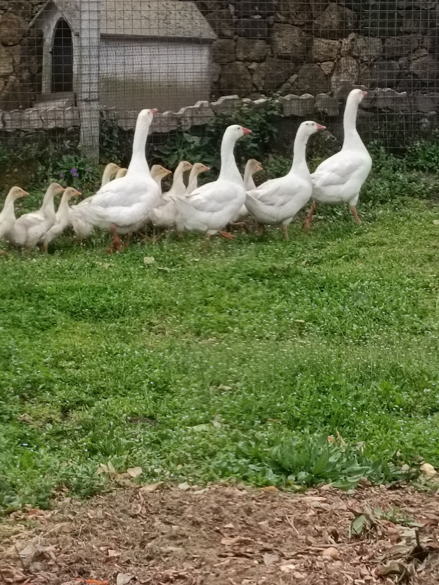 Vendo gansos de Toulouse