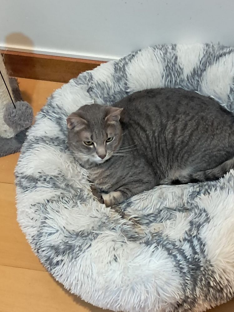 Gatos para adoção