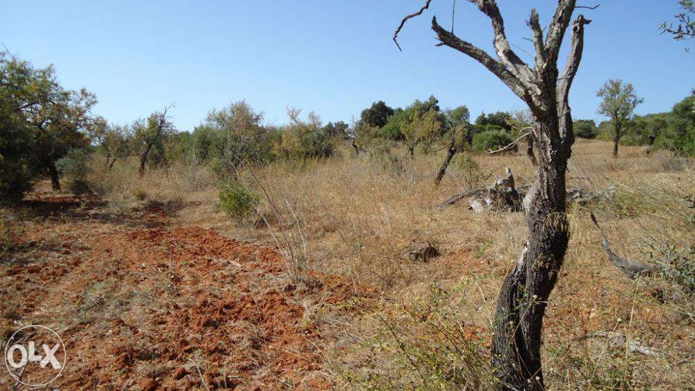 Algarve - Terreno próximo da praia Fuseta