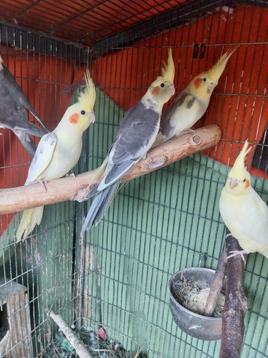 Mam w ofercie papugi nimfy młode 2,5-miesieczne