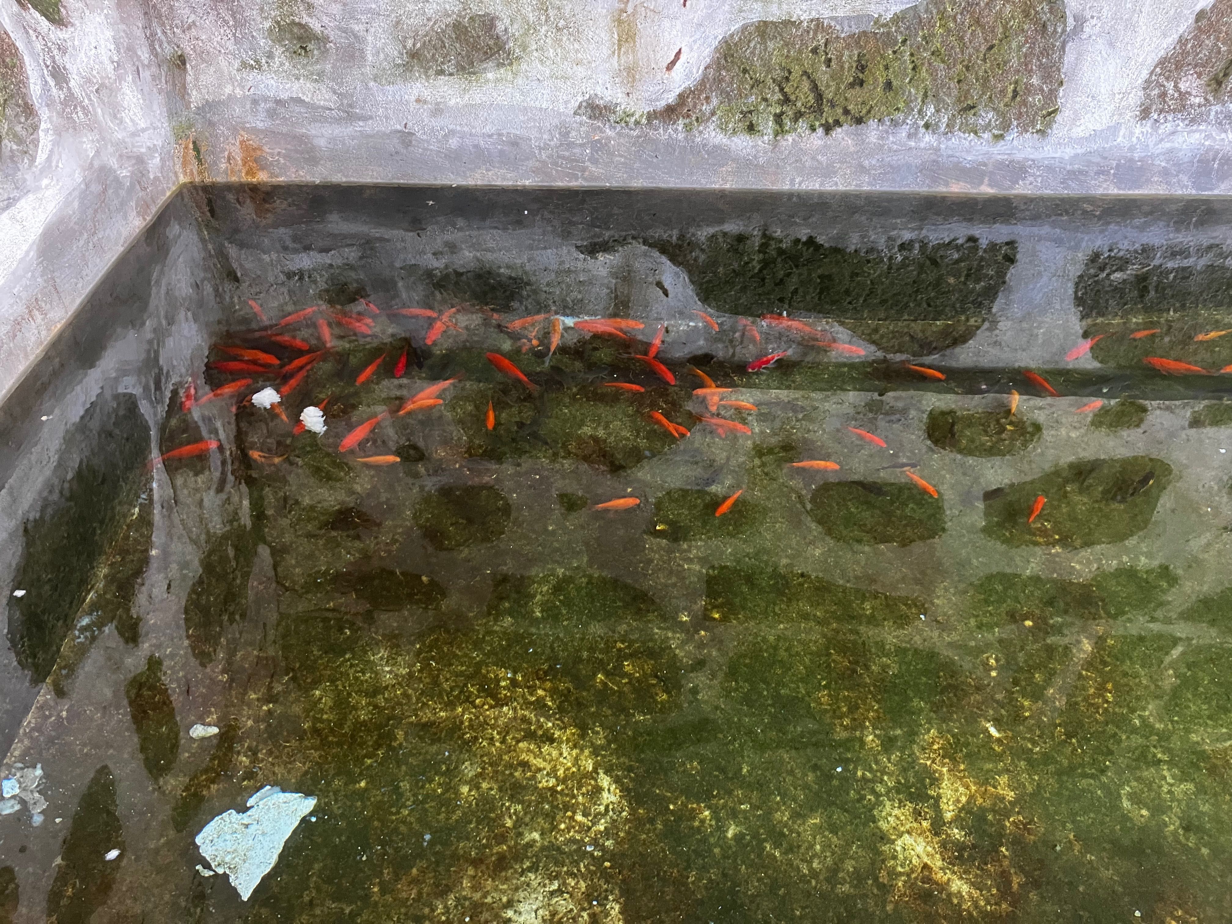 Peixes para lago ou aquário