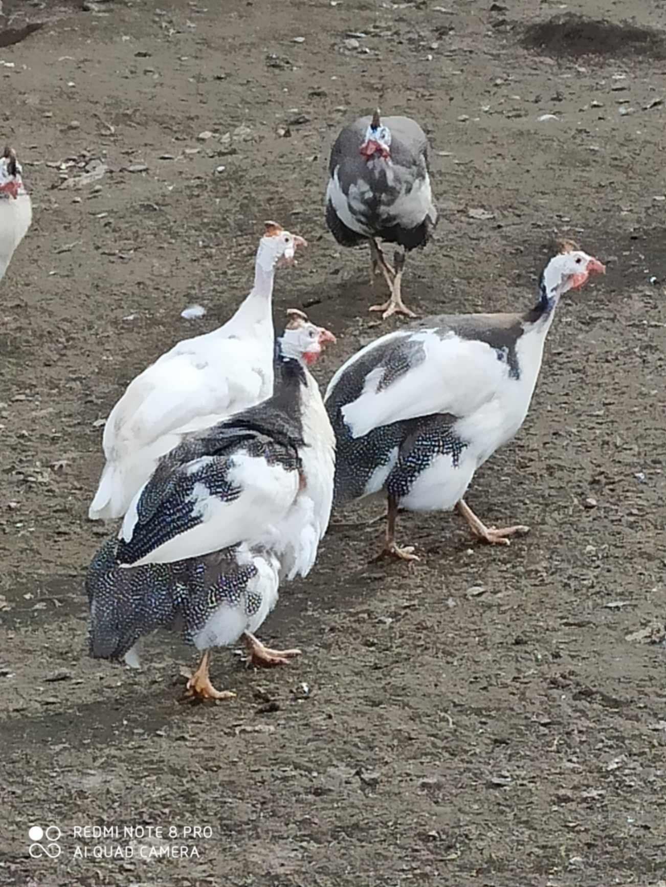 Perliczki 5 samców