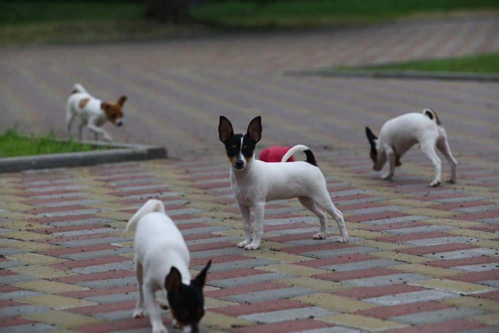 Американський той-фокстер'єр. Цуценята.