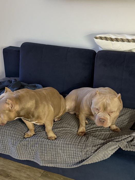 Okazja! American Bully Pocket Pocket Sprzedam