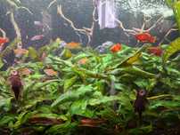 Kryptokoryna roslina