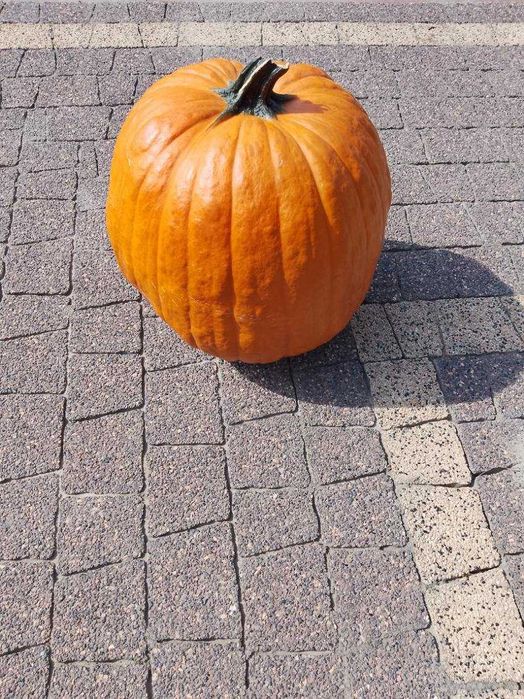 Dynia ozdobna ładnie wybarwiona