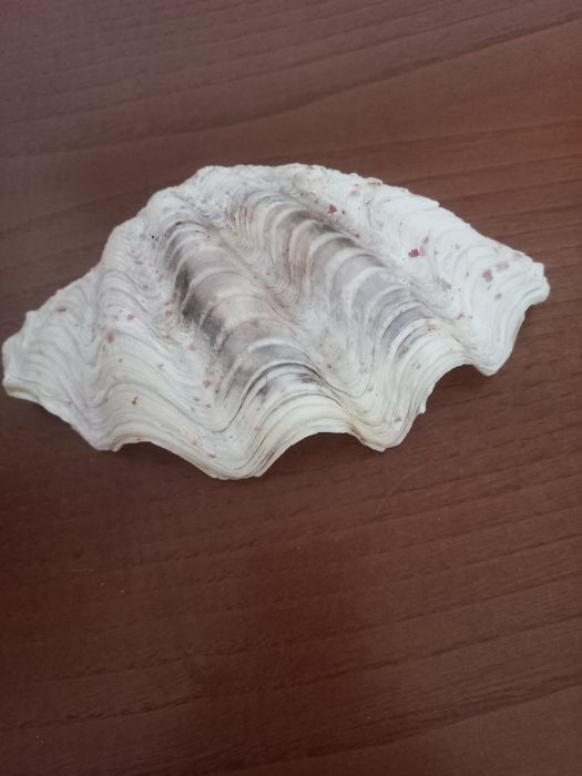 Grande CONCHA ,já  dos anos 60..decorativa ou pra colecção