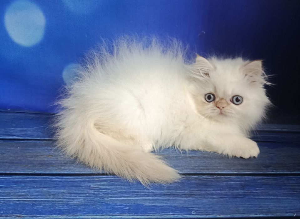 Персидский малыш