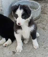 Border collie macho preto e branco